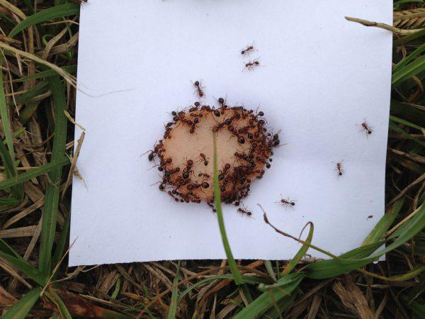 fire ants cover a small hot dog slice placed on grass